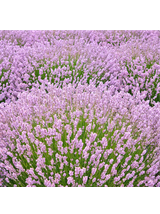 Lawenda wąskolistna - Lavandula angustifolia 'Rosea'