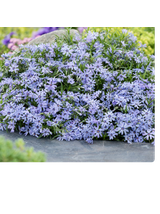 Floks szydlasty - Phlox subulata 'Fabulous Blue Dark Center'