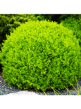 Bukszpan kulisty drobnolistny - Buxus - 'Faulkner'