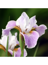 Kosaciec syberyjski - Iris sibirica 'Dance Ballerina Dance'