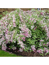 Krzewuszka cudowna - Weigela florida 'Nana Variegata'