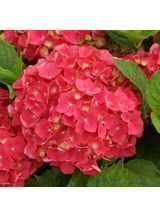 Hortensja ogrodowa - Hydrangea macrophylla 'Leuchtfeuer'