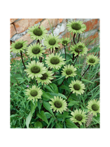 Jeżówka purpurowa - Echinacea purpurea 'Green Jewel'
