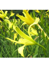Liliowiec cytrynowy - Hemerocallis citrina