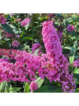 Budleja Dawida - Buddleja davidii 'Pink Delight'