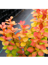 Berberys Thunberga - Berberis thunbergii 'Neon Gold'(R)