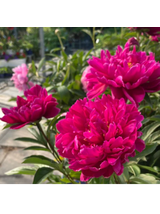 Piwonia chińska - Paeonia lactiflora 'Adolphe Rousseau'