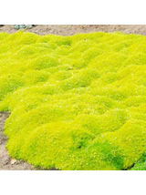 Karmnik ościsty - Sagina subulata 'Aurea'