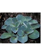 Funkia - Hosta 'Blue Mouse Ears'