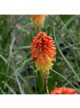 Trytoma - Kniphofia 'Poco Daybreak'