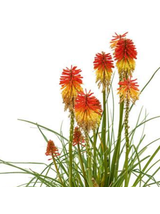 Trytoma - Kniphofia 'Poco Daybreak'