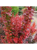 Berberys Thunberga - Berberis thunbergii 'Florence'(R)