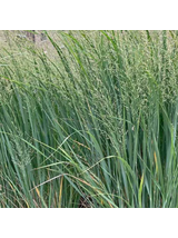 Proso rózgowate - Panicum virgatum 'Northwind'
