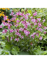 Gaura - Gaura lindheimeri 'Siskiyou Pink'