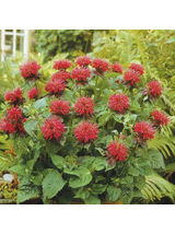 Pysznogłówka - Monarda didyma 'Fireball'