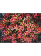 Berberys Thunberga - Berberis thunbergii  'Golden Ring'