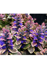 Dąbrówka rozłogowa - Ajuga reptans 'Burgund Glow'