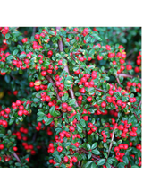 Irga pozioma - Cotoneaster Horizontalis