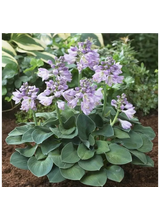 Funkia - Hosta 'Blue Mouse Ears'