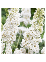 Buddleja davidii 'White Profusion'