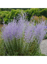 Perovskia atriplicifolia - Perowskia łobodolistna 'Russian Sage'