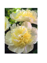 Piwonia chińska - Paeonia lactiflora 'Honey Gold'
