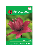 Lilia Ceres różowa 1szt.