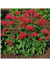 Pysznogłówka - Monarda didyma 'Fireball'