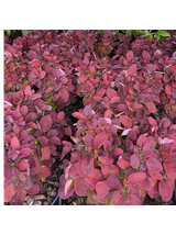 Berberys Thunberga - Berberis thunbergii 'Deep Purple'(R)
