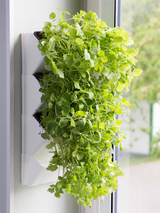 AQUAEL Zielnik ścienny Versa Garden Herbs