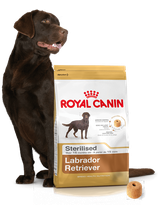 ROYAL CANIN Labrador Retriever Sterilised Adult 12kg + niespodzianka dla psa GRATIS!