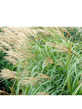 Miskant chiński -Miscanthus sinensis 'Silberfeder'