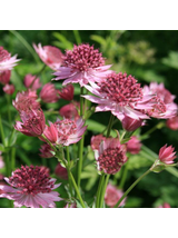 Jarzmianka większa - Astrantia major 'Roma'®