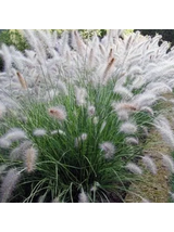 Rozplenica japońska - Pennisetum alopecuroides 'Hameln'