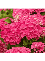 Hortensja ogrodowa - Hydrangea macrophylla 'Leuchtfeuer'