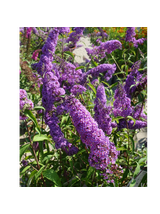 Budleja Dawida - Buddleja davidii 'Ile de France'