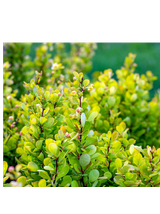 Berberys Thunberga - Berberis thunbergii 'Golden Rocket'(R)