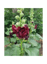 Malwa różowa - Alcea rosea 'Charter's Double Purple'