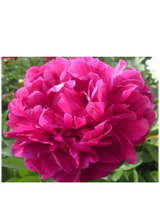 Paeonia lactiflora 'Red Sarah Bernhardt'