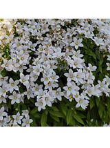Dzwonek kremowy - Campanula lactiflora 'Pouffe'
