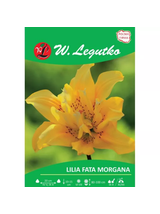 Lilia Fata Morgana żółta 1szt.
