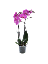 Storczyk Super Extra (Phalaenopsis) 2 pędy ciemnoróżowy d12