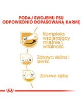ROYAL CANIN Jack Russell Terrier Adult 1,5kg karma sucha dla psów dorosłych rasy jack russel terrier