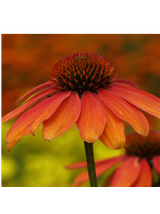 Jeżówka purpurowa - Echinacea purpurea 'Skipper Orange'