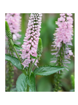 Przetacznik długolistny -  Veronica longifolia 'First Choice'