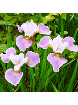 Kosaciec syberyjski - Iris sibirica 'Dance Ballerina Dance'