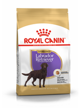 ROYAL CANIN Labrador Retriever Sterilised Adult 12kg + niespodzianka dla psa GRATIS!