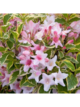 Krzewuszka cudowna - Weigela florida 'Nana Variegata'