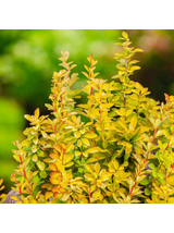 Berberys Thunberga - Berberis thunbergii 'Maria'(R)