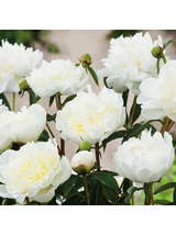 Piwonia drzewiasta - Paeonia suffruticosa 'Xue Ta'